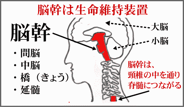 脳幹・生命機能(免疫機能)の中枢をトレーニングする