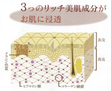 コラーゲン、ヒアルロン酸、メラニン色素